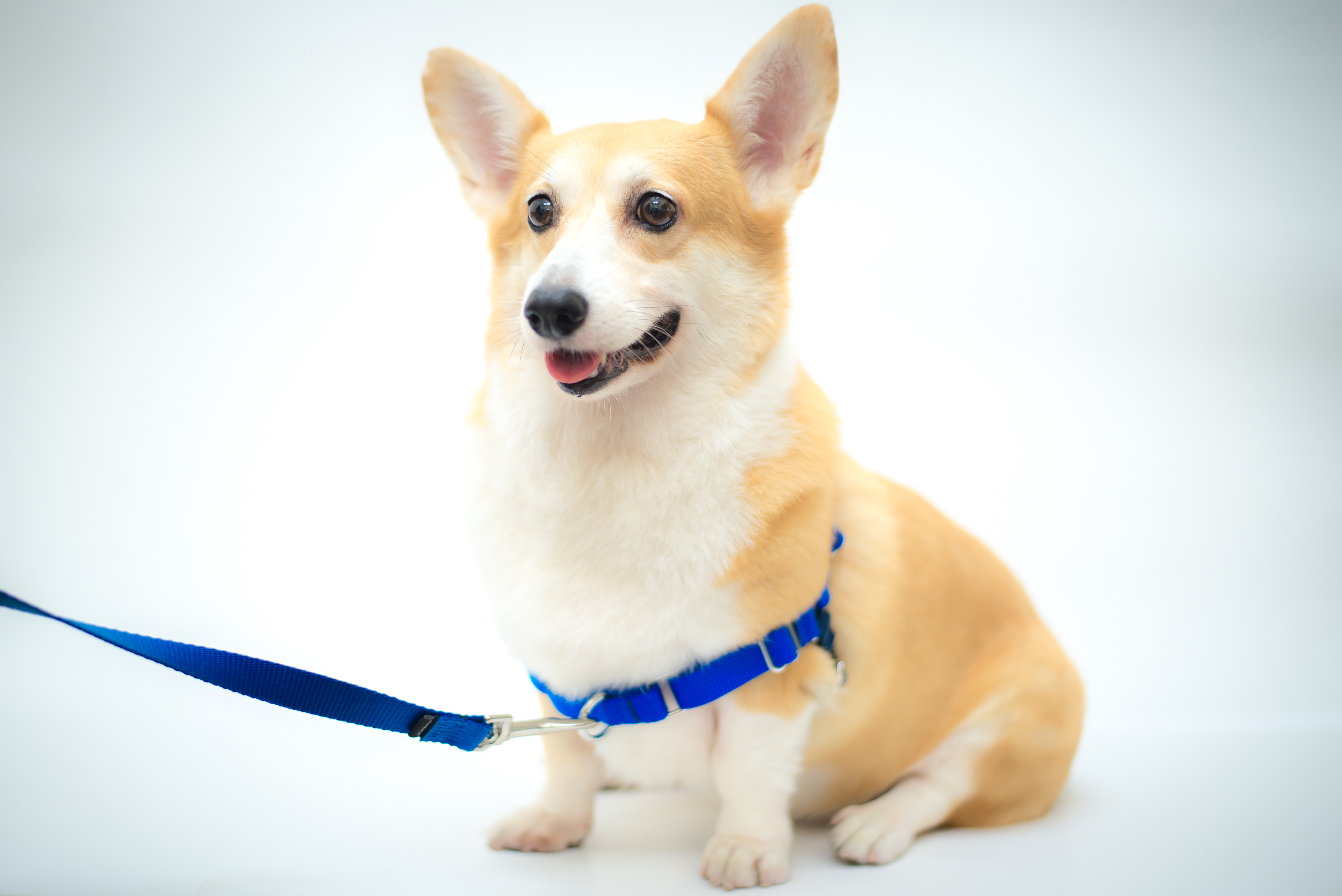 3秒穿戴 輕鬆駕馭 Easy Walk防暴衝胸背帶｜PetSafe