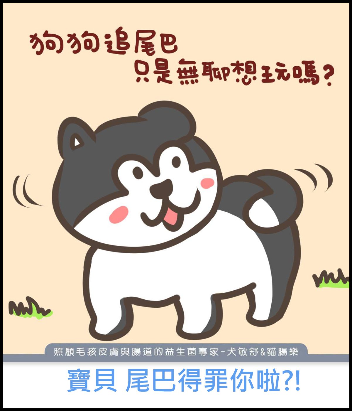 why-my-dog-chase-its-tail