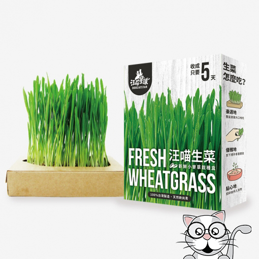 汪喵星球 - 貓草新鮮栽培盒 (貓咪生菜/汪汪生菜) 65g