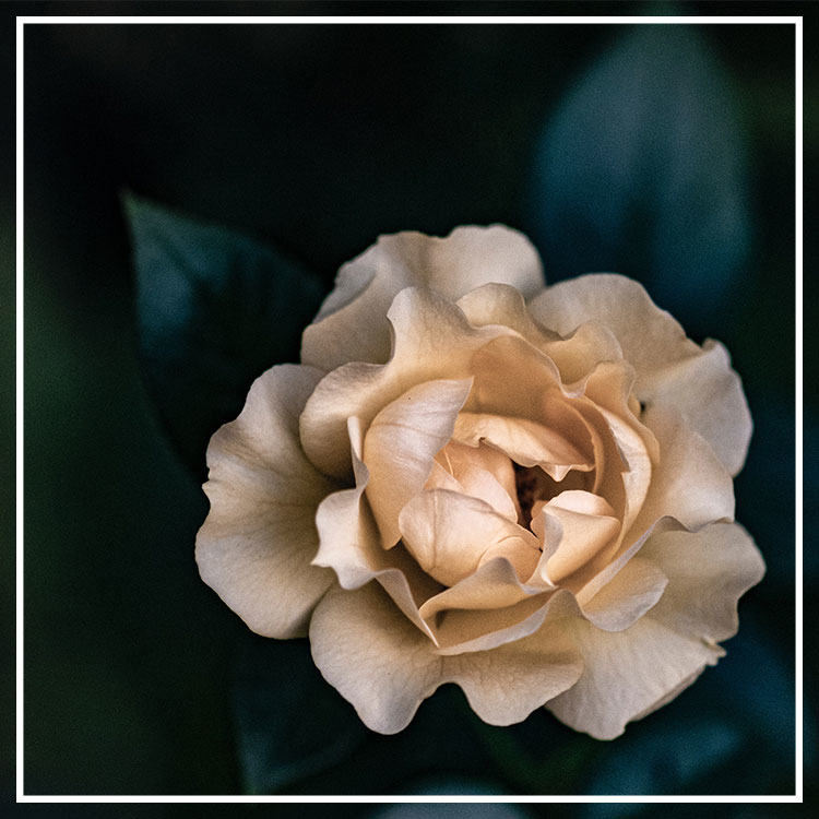 TRUE GRACE N°82 梔子花吊掛香氛片－莊園系列