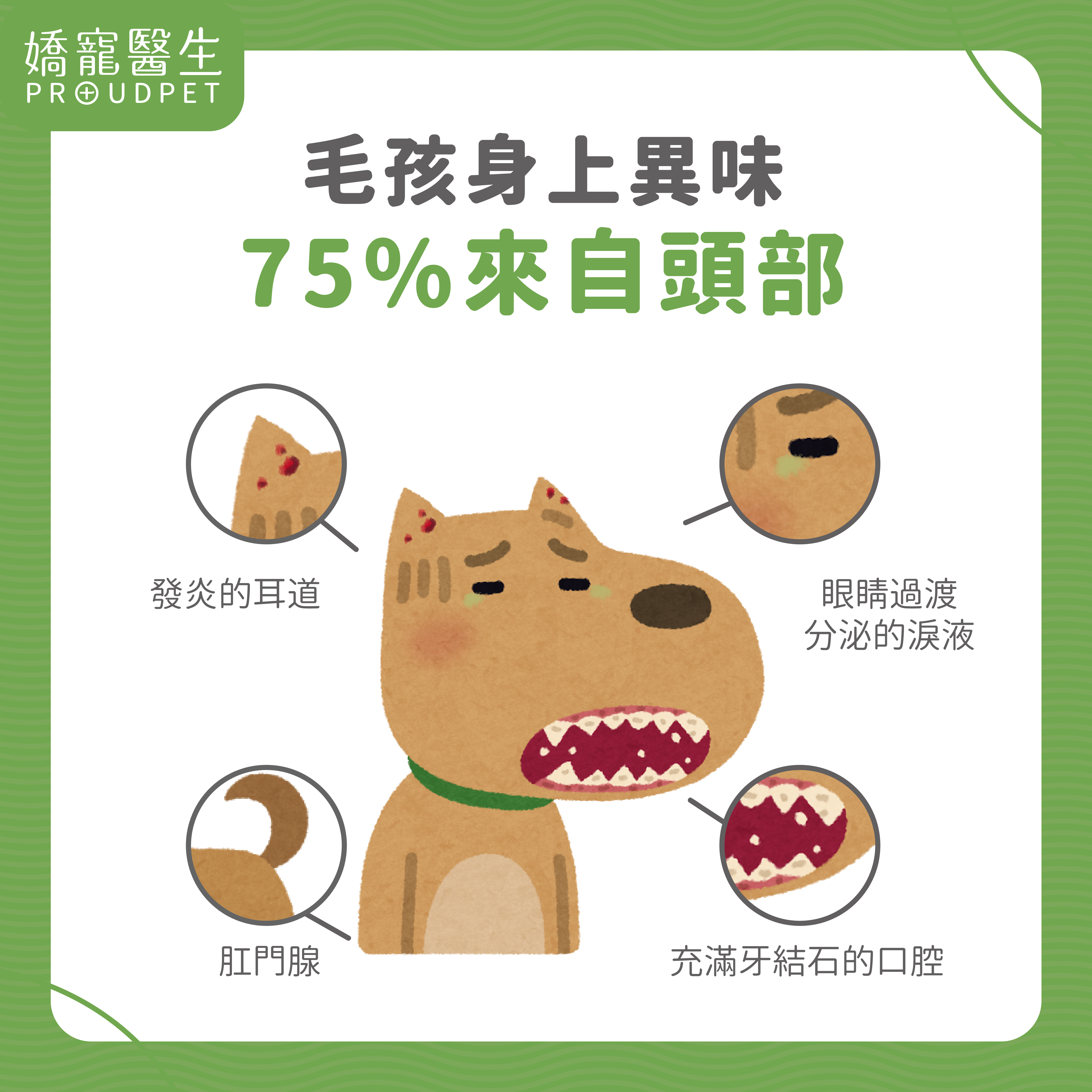 嬌寵醫生,寵物炎症,寵物氣味,寵物皮膚,皮膚病,洗毛精,潔耳液,潔牙,寵物洗護用品,陳正倫獸醫師,陳正倫,嬌寵,