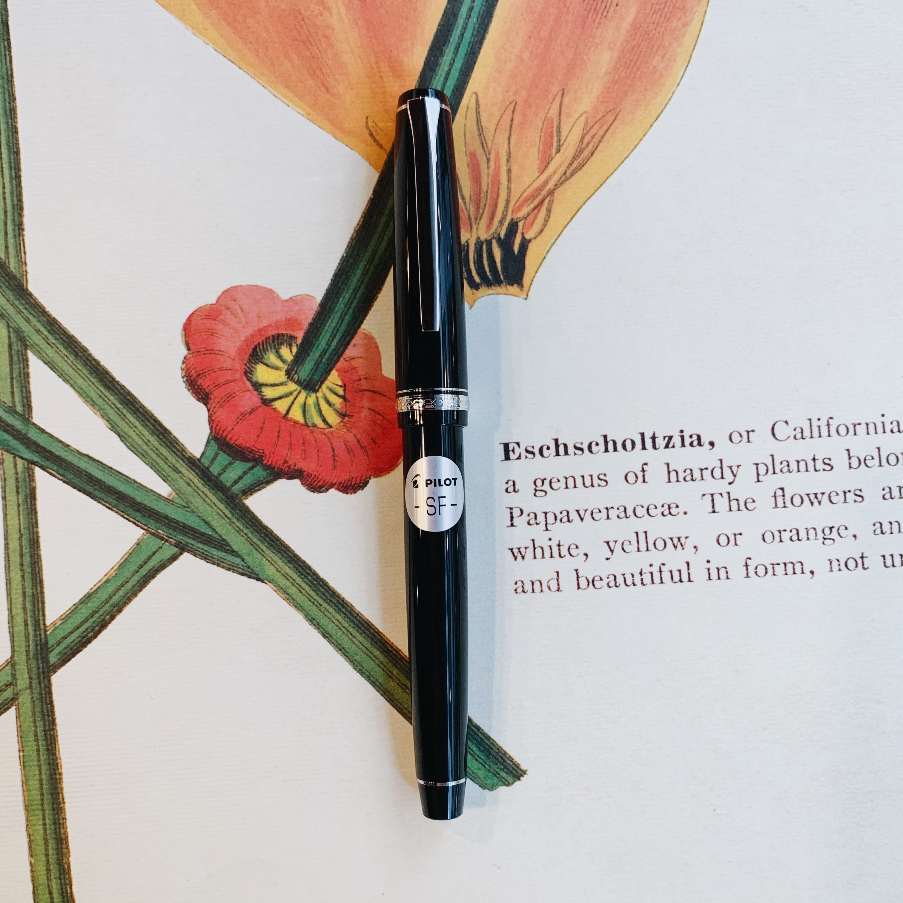 百樂 ELABO 彈性尖14K 鋼筆