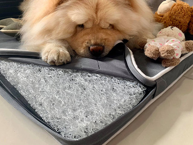 Chowchow鬆獅犬珍奶-LIFEAPP經典透氣睡墊