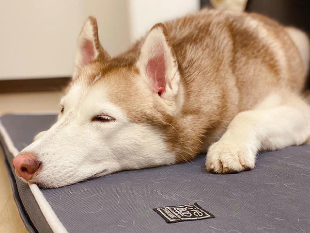 我是盧姐-LIFEAPP經典透氣睡墊