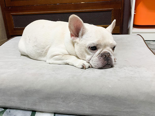 柴犬強尼&法鬥啾妮-LIFEAPP舒弧墊&透氣睡墊