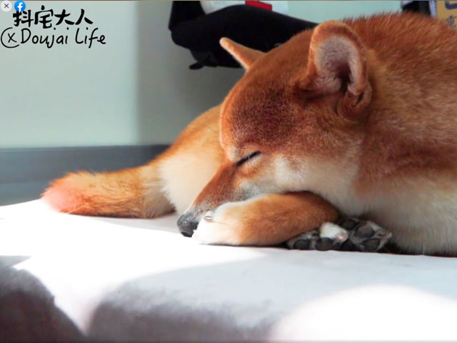 抖宅大人-LIFEAPP舒弧墊