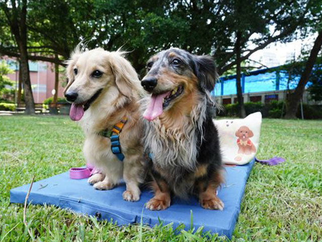 [ 邀稿 ] - 出門在外到哪都有好睡墊 × LIFEAPP摺疊墊