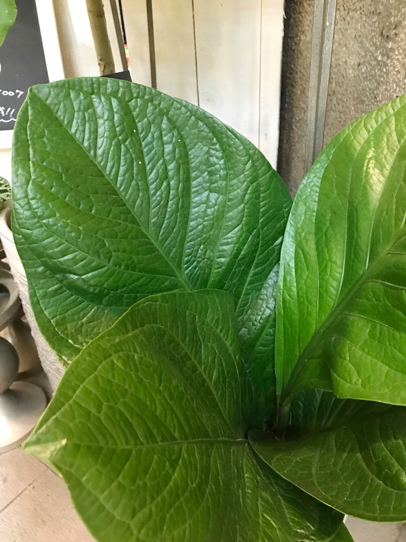 Gre 214 富貴花燭葉 Gre 214 富貴花燭葉