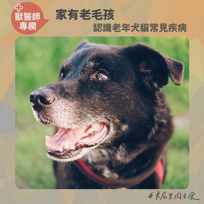 老貓,老狗,老貓疾病,老狗疾病,狗心臟病,貓心肌肥大,老貓老狗麻醉,貓泌尿道,貓食慾不振,關節退化,尿結石,老化症狀,牙結石,牙齦炎,臘腸狗椎間盤突出,狗狗膝關節易位,血尿,便祕,狗狗不吃飯,肺水腫,狗咳嗽
