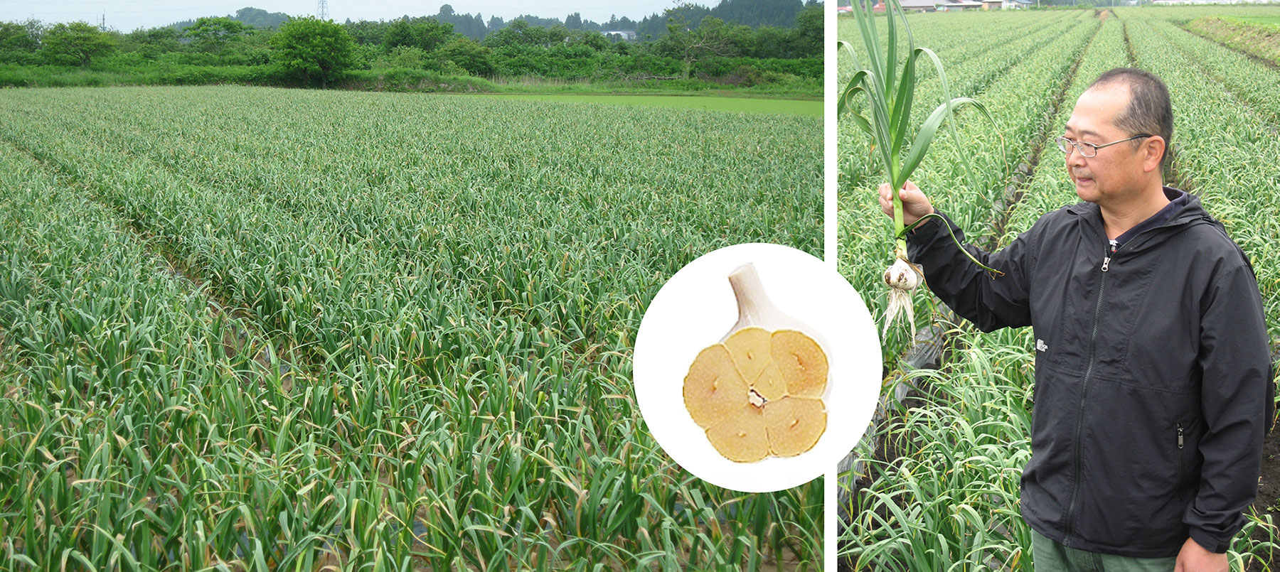 青森縣白六片種蒜, 採用日本最頂級蒜頭 - 青森縣白六片種 嚴格挑選