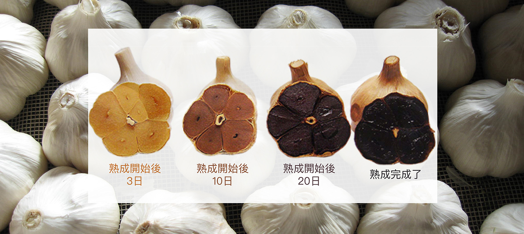 功效, 增強免疫功能 增強抗氧化 降低壞膽固醇、消脂 改善血壓及血糖 調理血液循環 消除疲勞、改善血氣 壯陽益氣