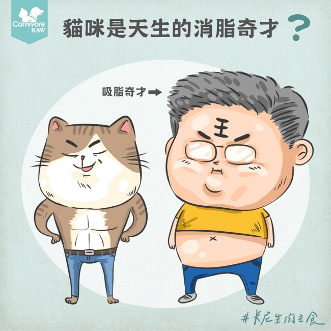 高脂飲食對貓咪有害嗎？