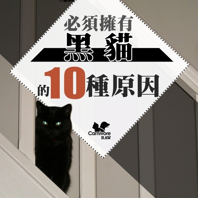 黑貓迷信,女巫,黑貓