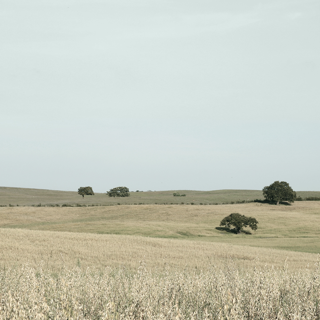 頂級香水,訂製香水, Miller Harris, Lyn Harris, CLAUS PORTO, 馥奇, 大地印記, 海地香根草, 文明的野性, 紅洋葵, 寧靜時刻, 金色香松, 富裕莊園, 幸福桔橙, 曙光, 清新檸檬, 狂野香韻, 白茉莉