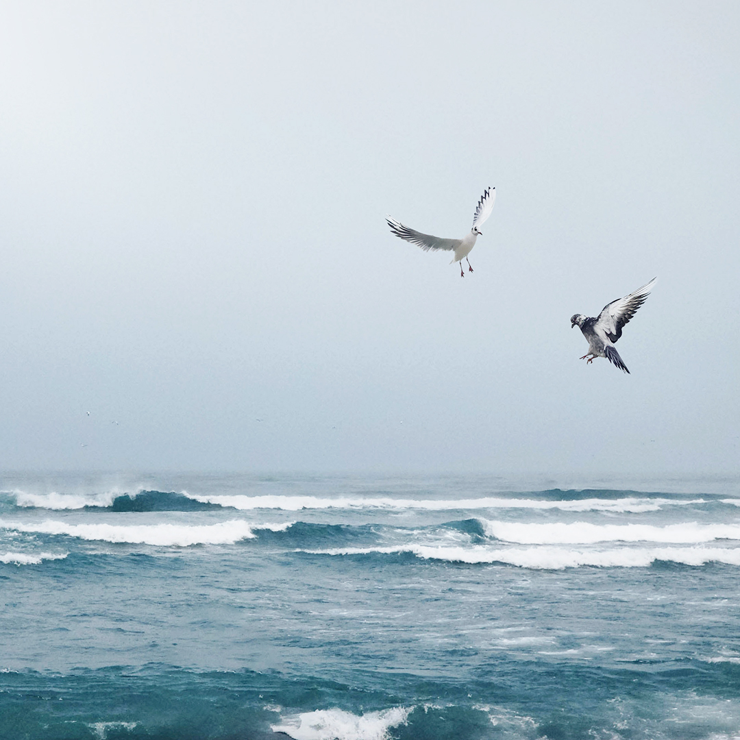 頂級香水,訂製香水, Miller Harris, Lyn Harris, CLAUS PORTO, 馥奇, 大地印記, 海地香根草, 文明的野性, 紅洋葵, 寧靜時刻, 金色香松, 富裕莊園, 幸福桔橙, 曙光, 清新檸檬, 狂野香韻, 白茉莉