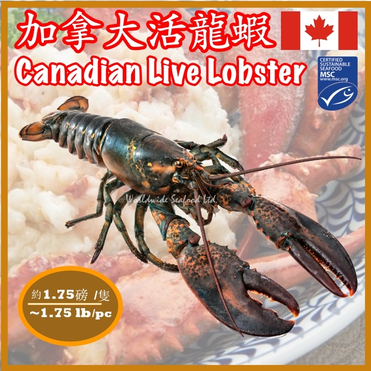 Live Lobsters delivered to 5 Stars Hotels. Hard shell