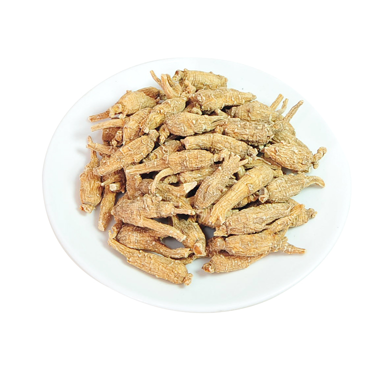 原尾特泡參