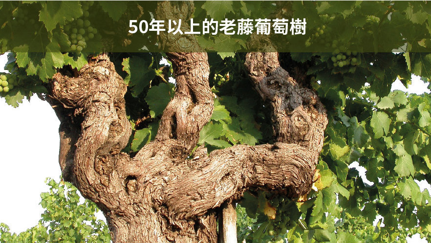 茱麗葉四月酒莊