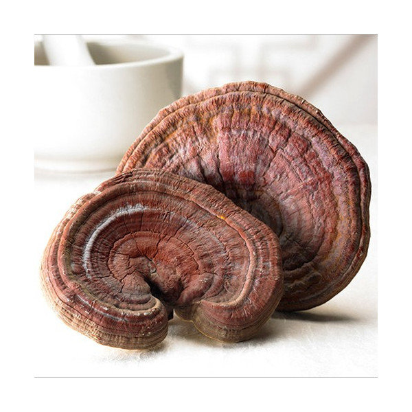 日本*正品*【DHC靈芝精華】魔幻的擔子菌，抗氧化，抗輻射，提高體能