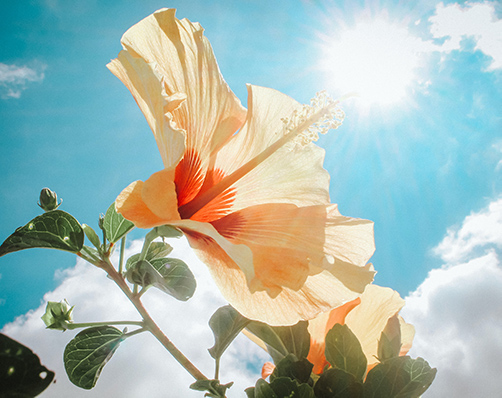 補充鈣質的方法：  多吃含豐富鈣質的食物，如豆類、海帶、牛奶等，都能為人體提供足夠的鈣質，減少吃油炸、肥膩或濃味等食品，以免抑制鈣質的吸收 在煮食時亦不妨加醋，能夠溶解鈣質，使身體更易吸收 閒時到戶外曬太陽5至15分鐘，補充人體所需的維生素D，