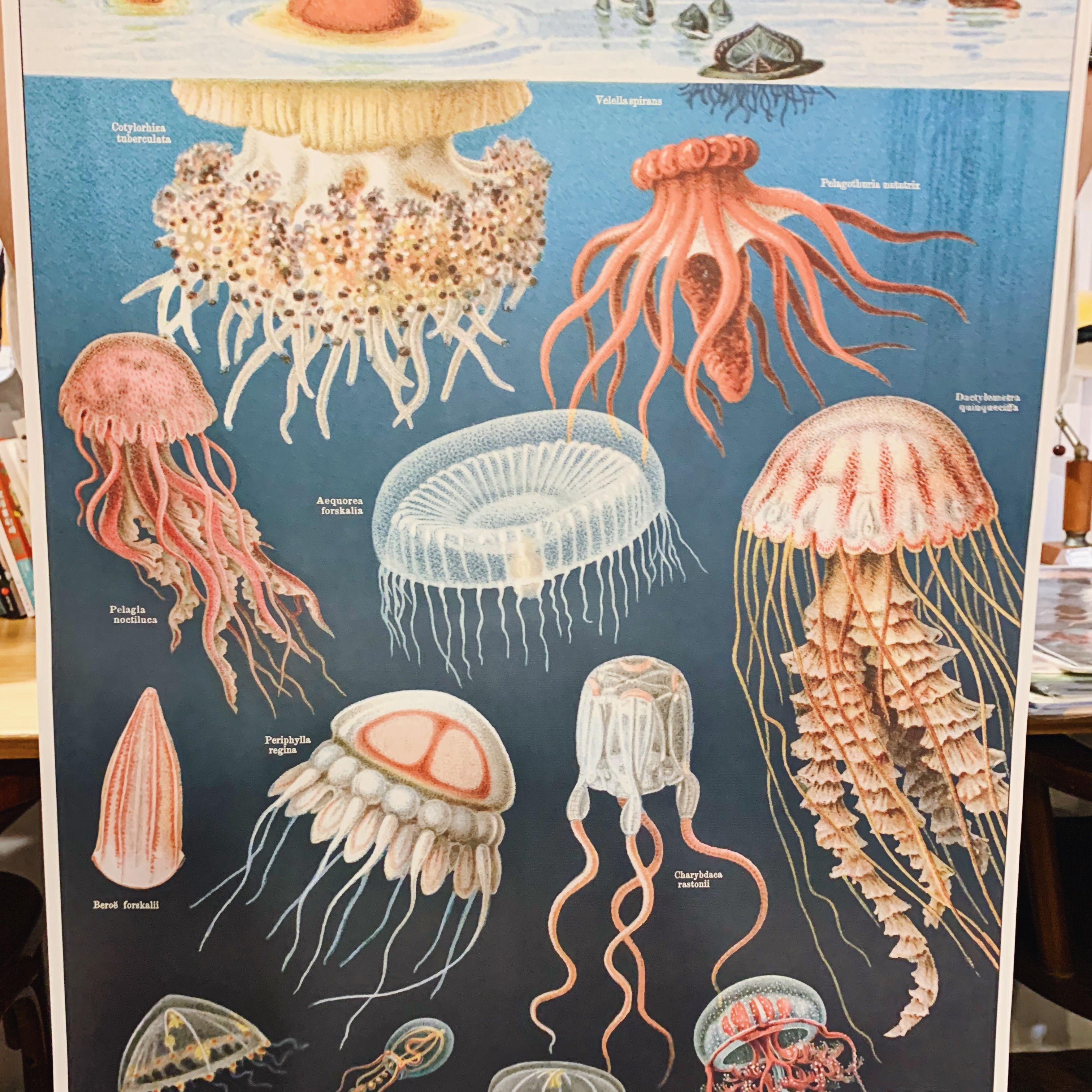 水母 包裝紙/海報 ｜美國 Cavallini & Co.