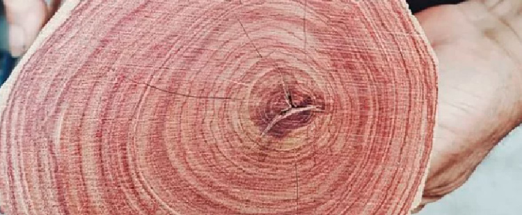 Forge de Laguiole | all knives & corkscrews made with precious wood handles