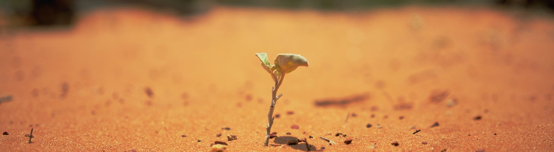 意志力精油Plant Therapy