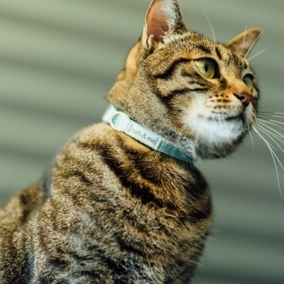 Tails & Me Cat Collar 尼龍貓用安全頸圈 薄荷檸黃