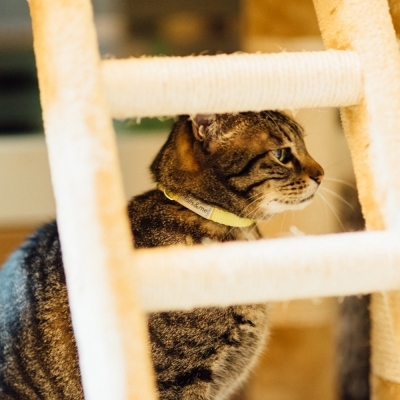 Tails & Me Cat Collar 尼龍貓用安全頸圈 檸黃卡其