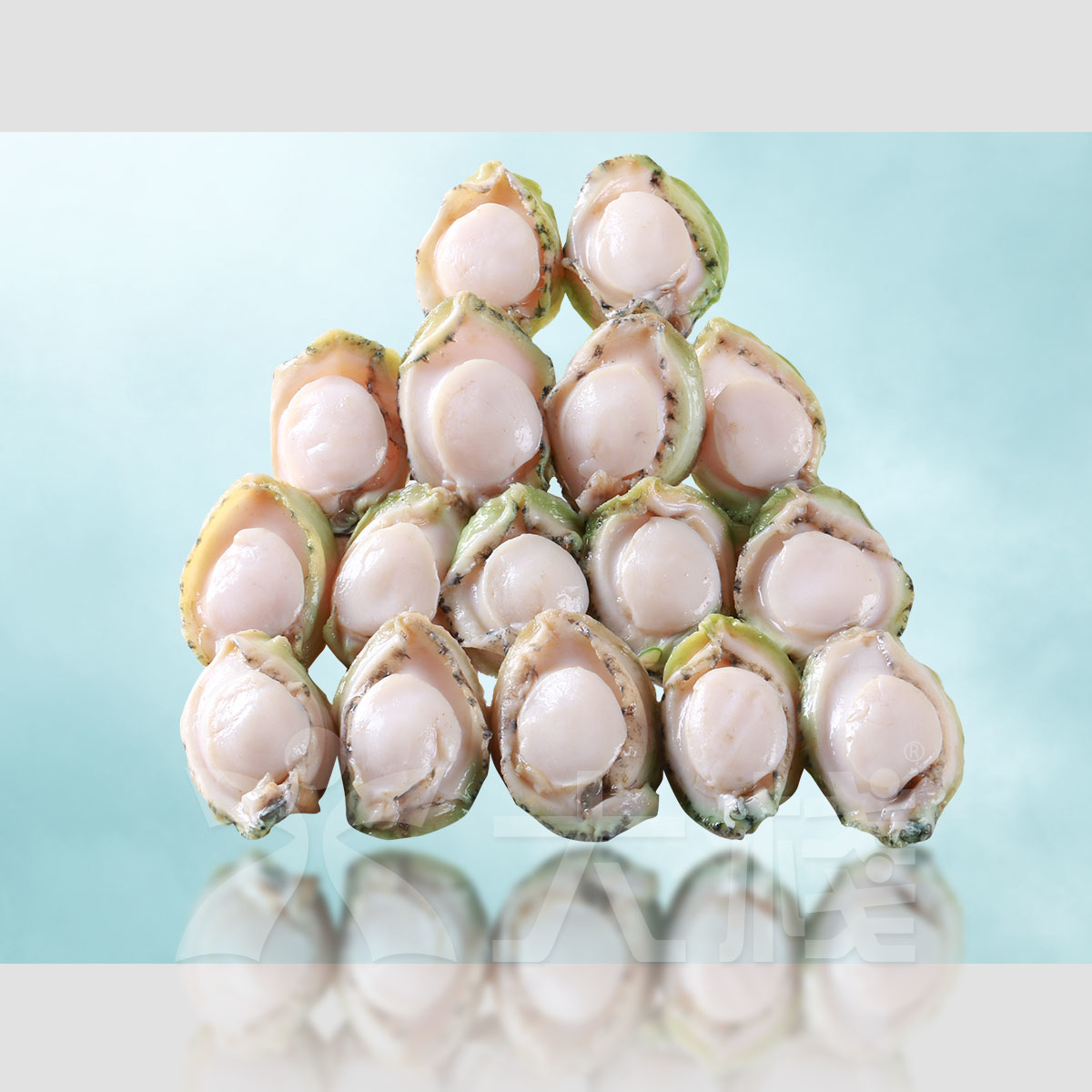 澳洲急凍中BB青邊鮑 (15-17)