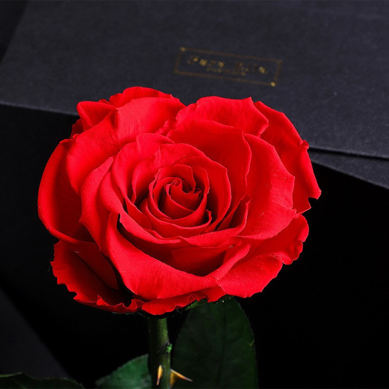 Para Ella 原支不凋謝玫瑰花玻璃罩禮盒