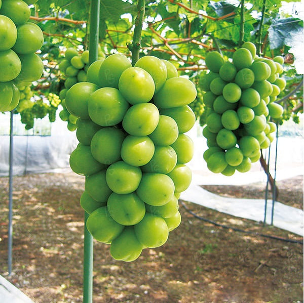 日本岡山晴王香印青提子