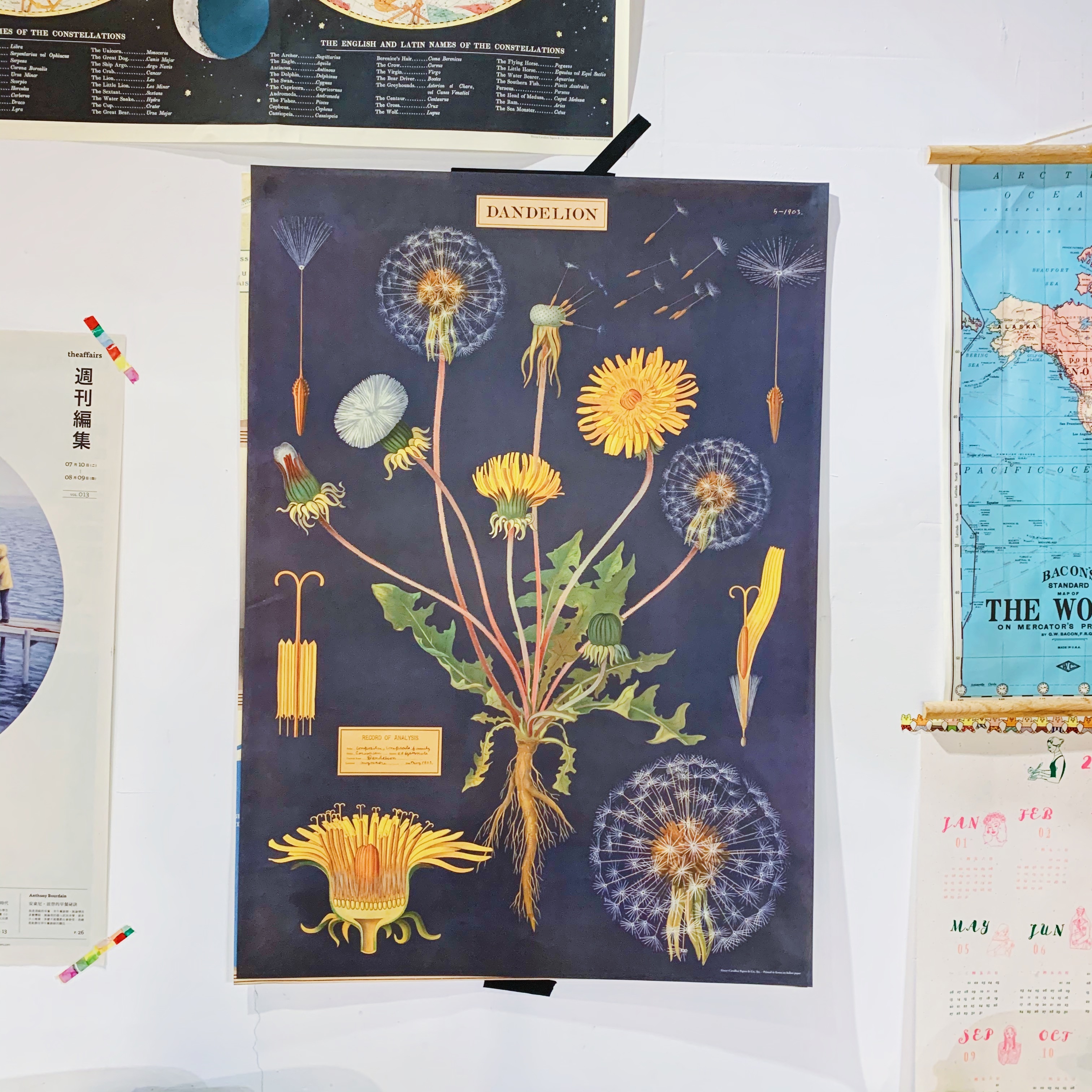 浦公英 包裝紙/海報 ｜美國 Cavallini & Co