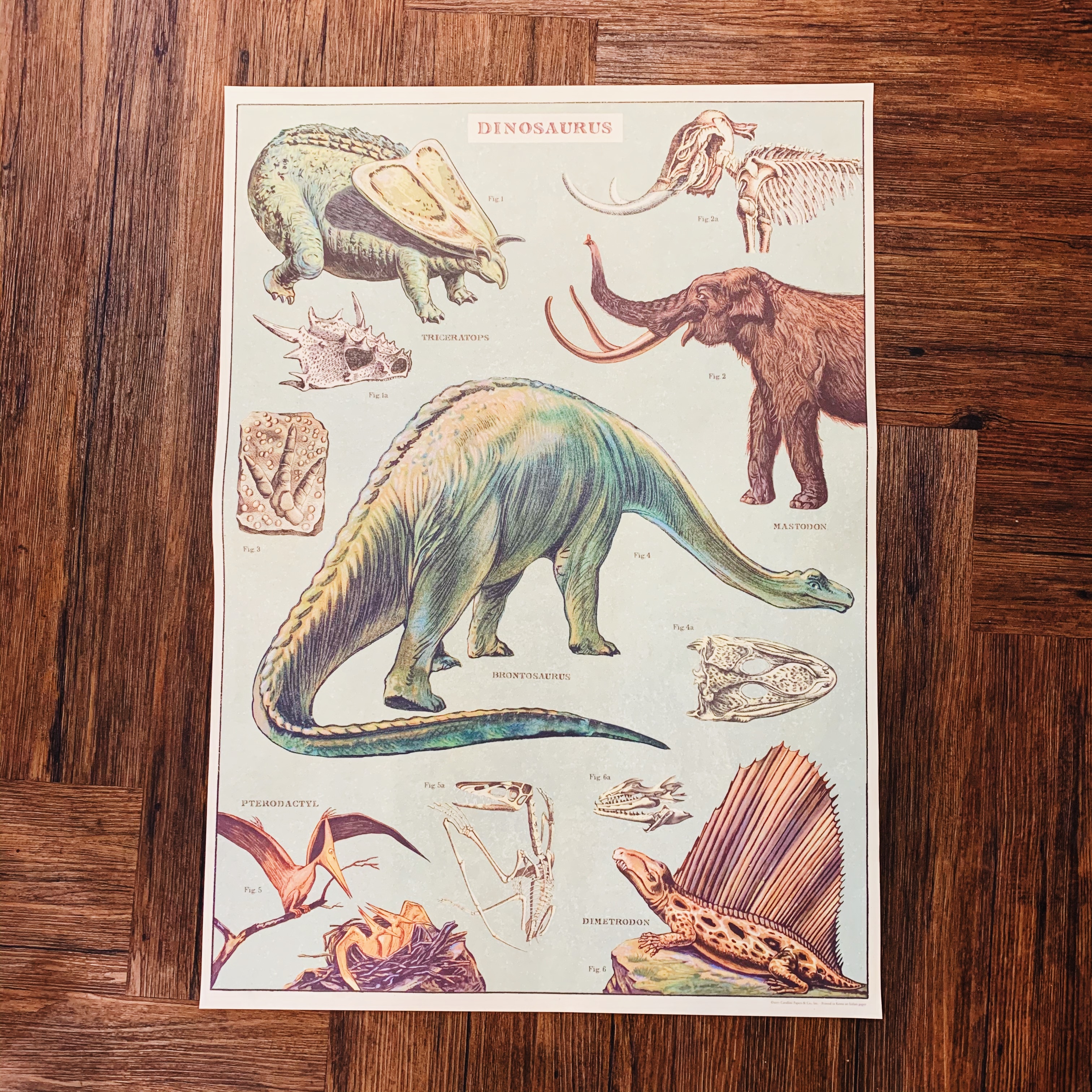 恐龍 包裝紙/海報 ｜美國 Cavallini & Co