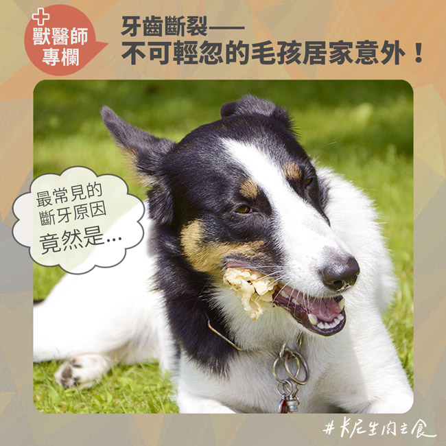 牙齒斷裂——不可輕忽的毛孩居家意外