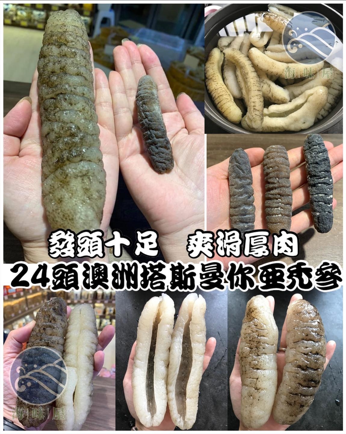 24頭真正澳洲塔斯曼尼亚秃参