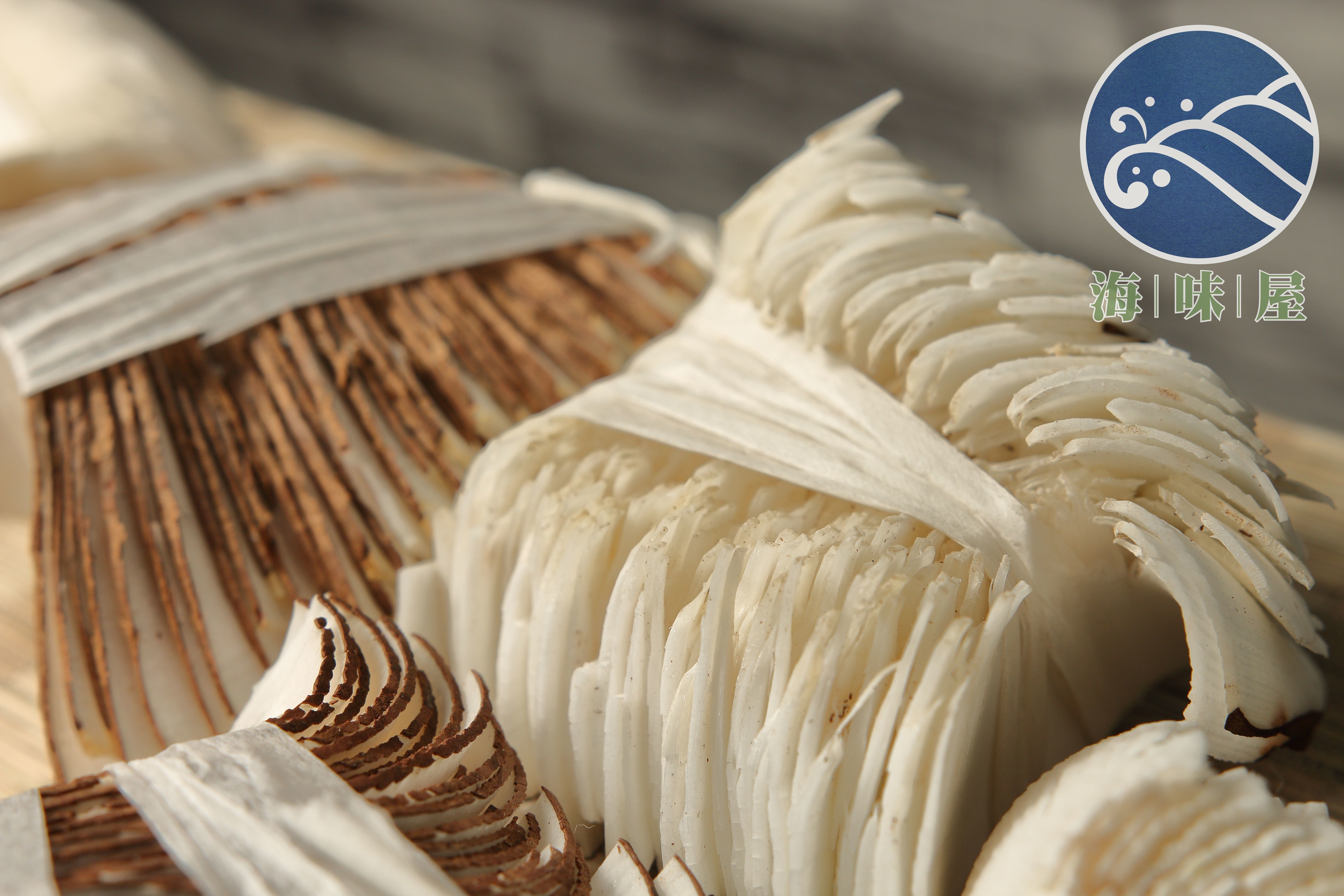 正宗非洲海底椰 (齊裝～ 一両)