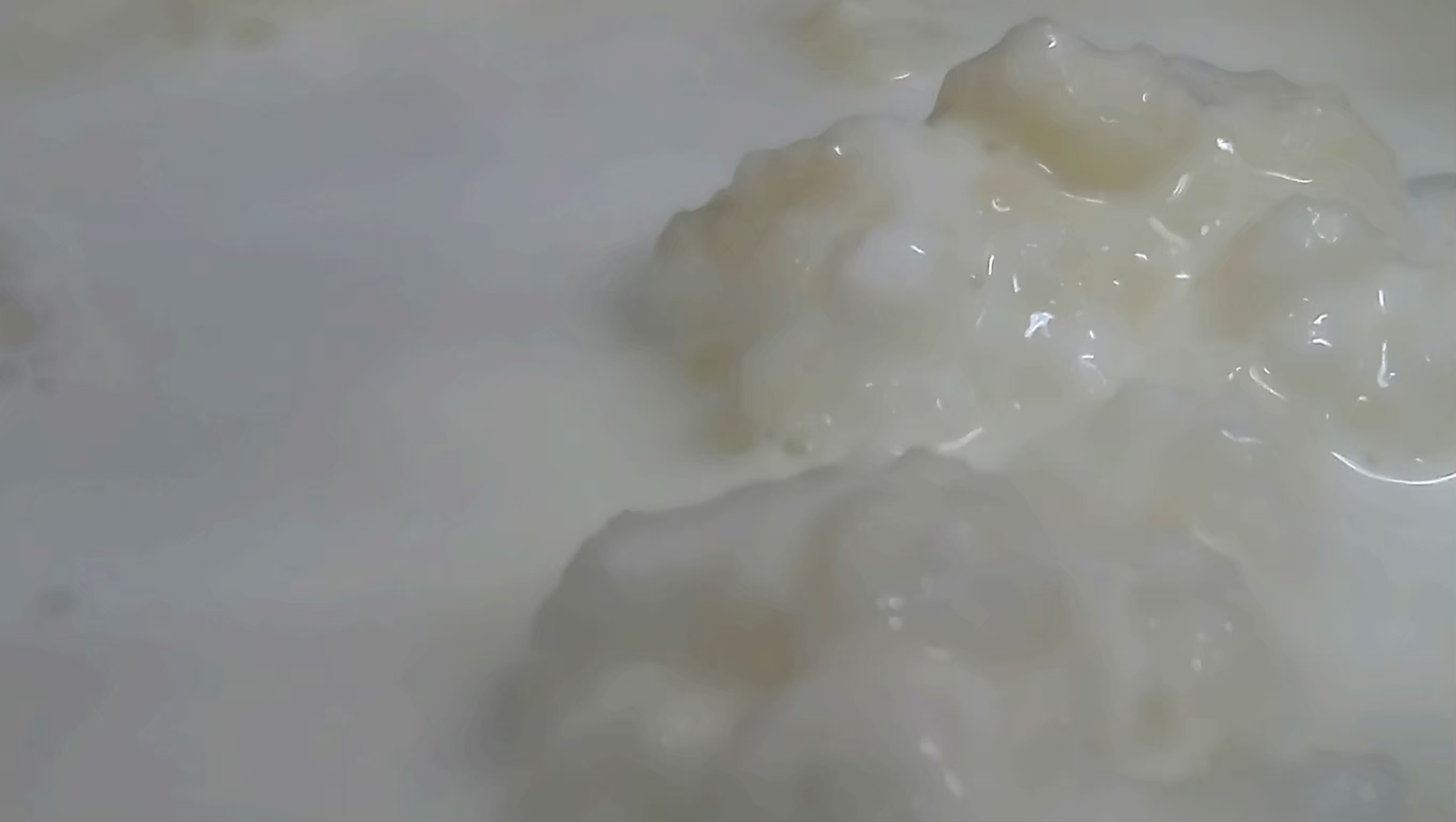 kefir grains 預言者之黍