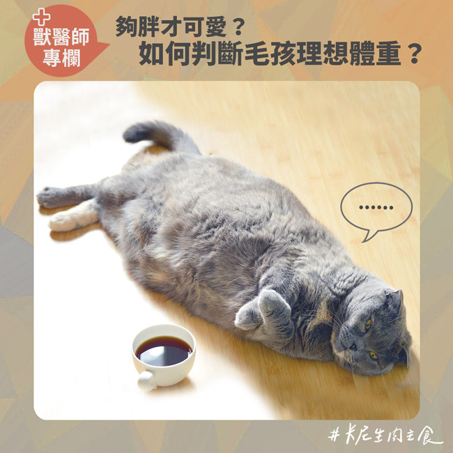 夠胖才可愛？如何判斷毛孩理想體重？