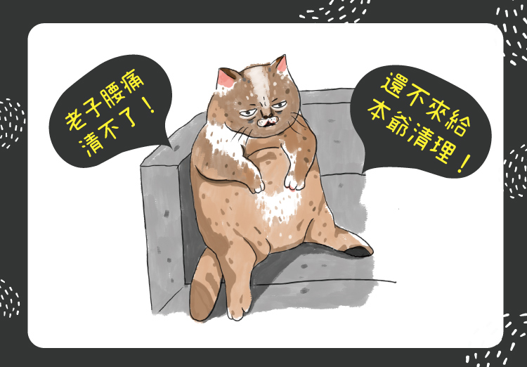 老貓咪需要主人幫他們梳洗