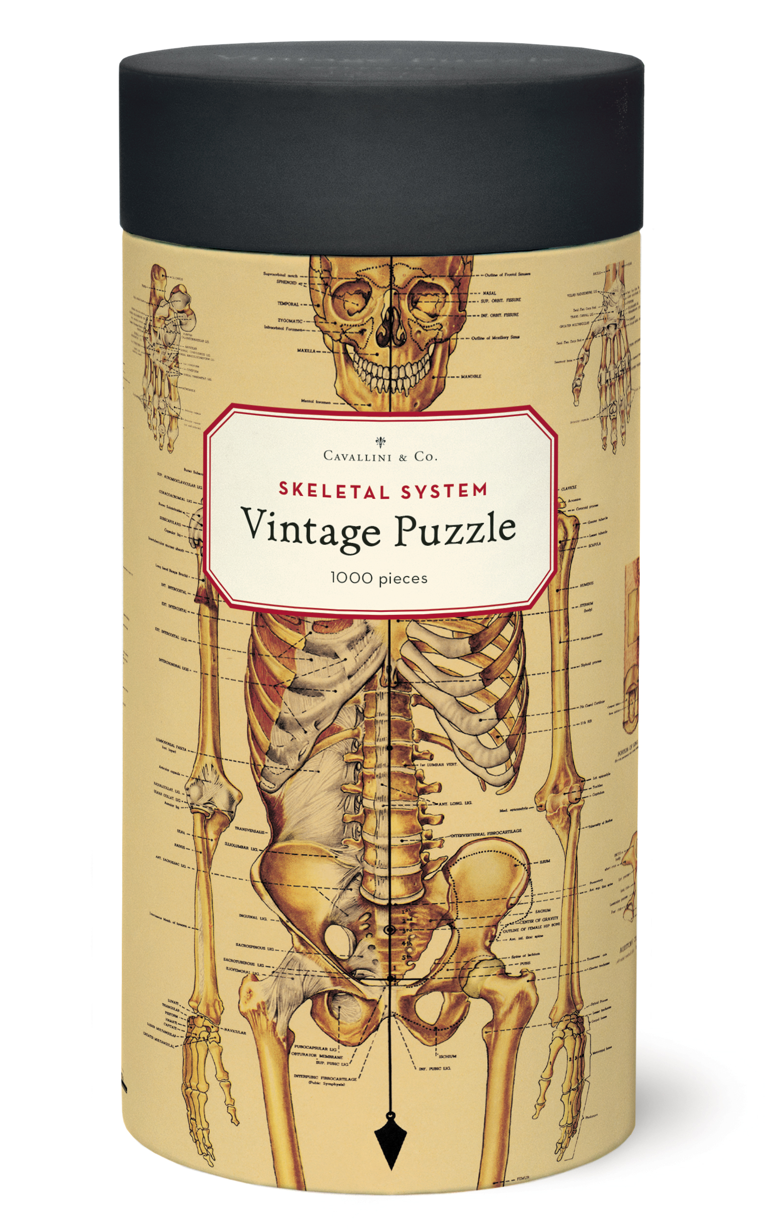 【CAVALLINI】人體骨骼 1000片拼圖