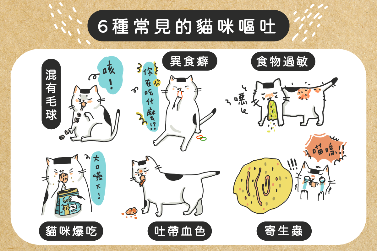 6種常見的貓咪嘔吐