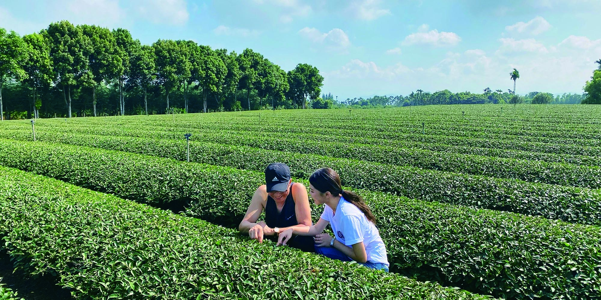 茶葉，冷泡茶，千璽茶韻，千璽茗茶，茶包
