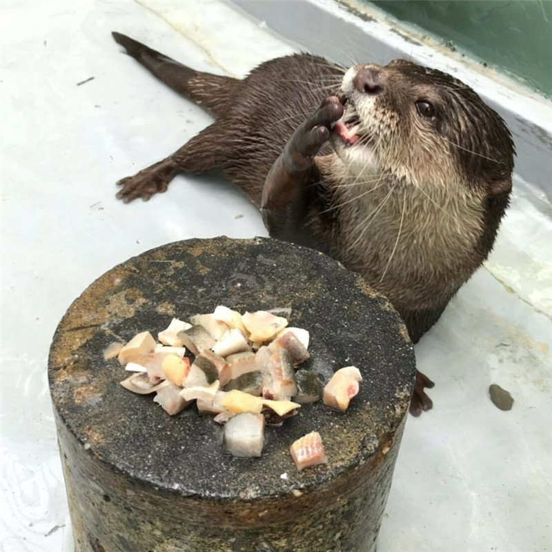 花蓮遠雄海洋公園 餵食秀