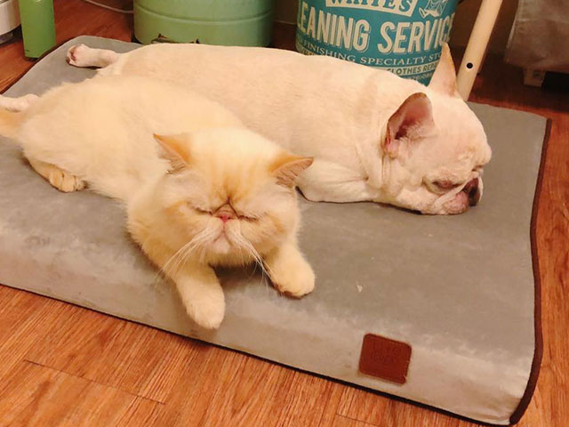 舒弧墊-我是小胖子【胖丁】