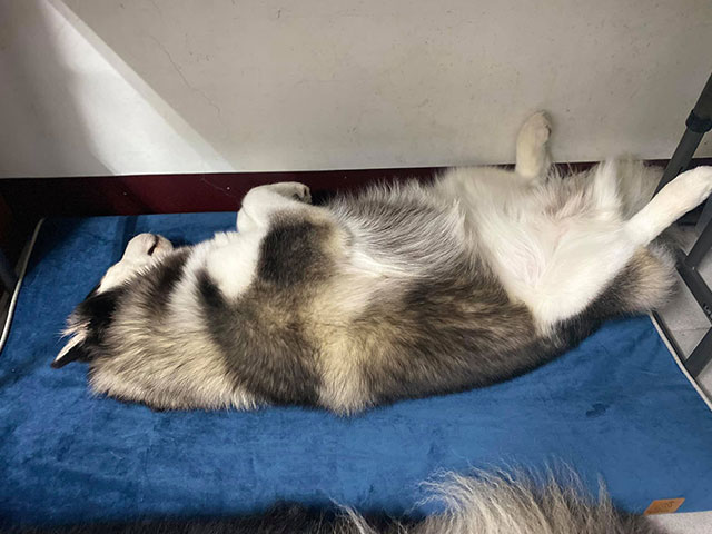 舒弧墊-羊村的狼群