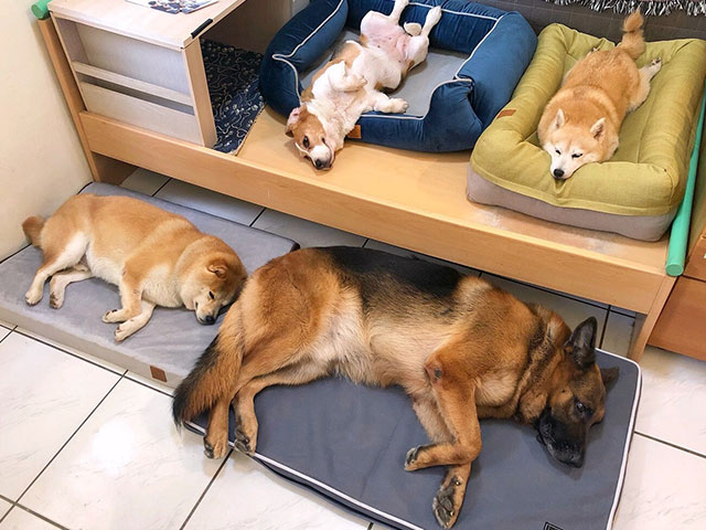 愛兒堡/舒弧墊/尊爵堡/透氣睡墊-狗仔隊玩很大