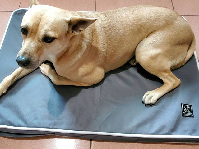 經典透氣睡墊-米克斯-小黃妹的調皮人生