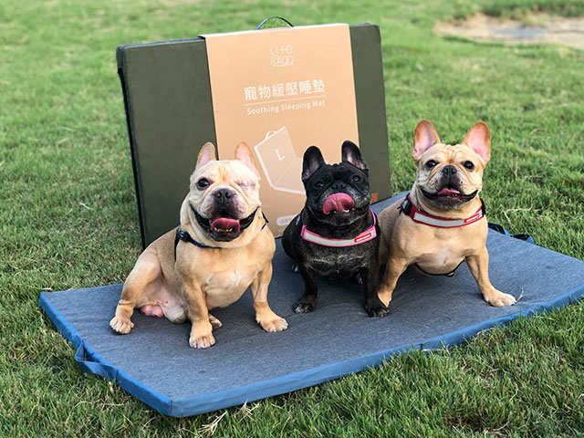 摺疊墊-法國鬥牛犬《刈包配芋圓加粉粿》