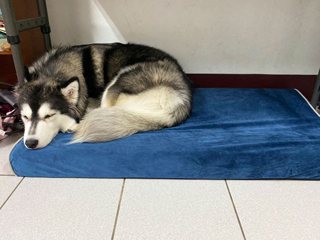 舒弧墊-羊村的狼群